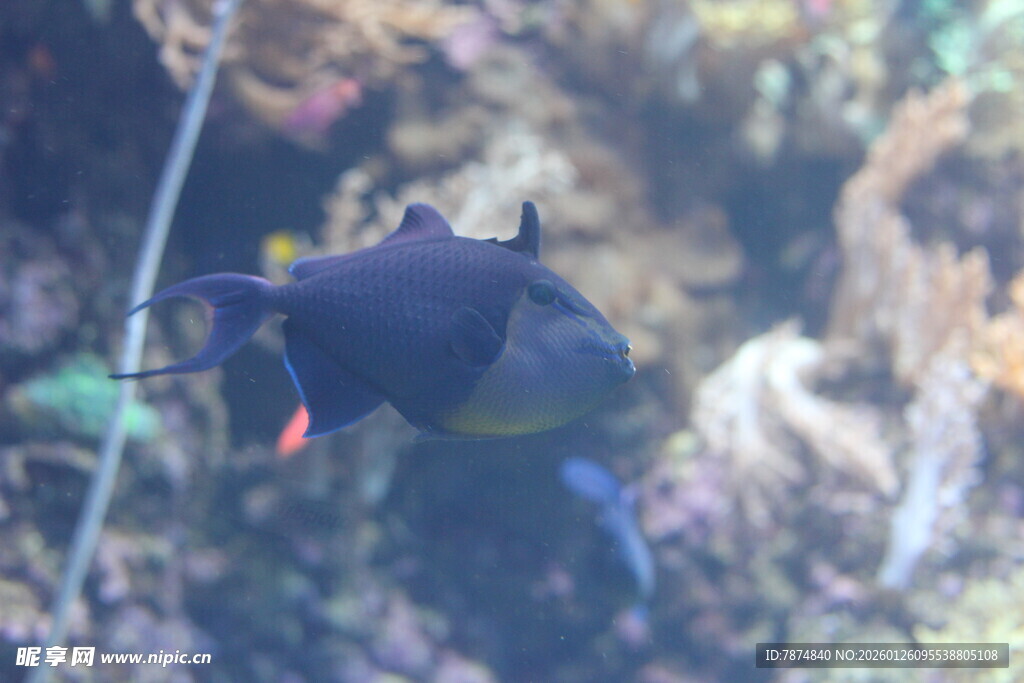 水中游弋的黑色观赏鱼