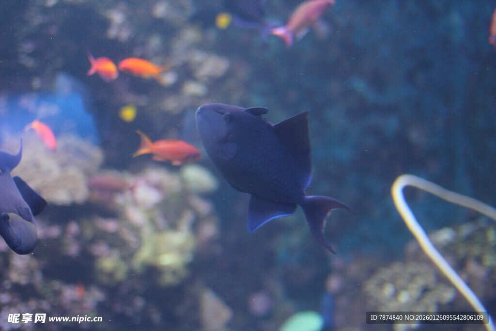 水族馆中游动的美丽鱼类