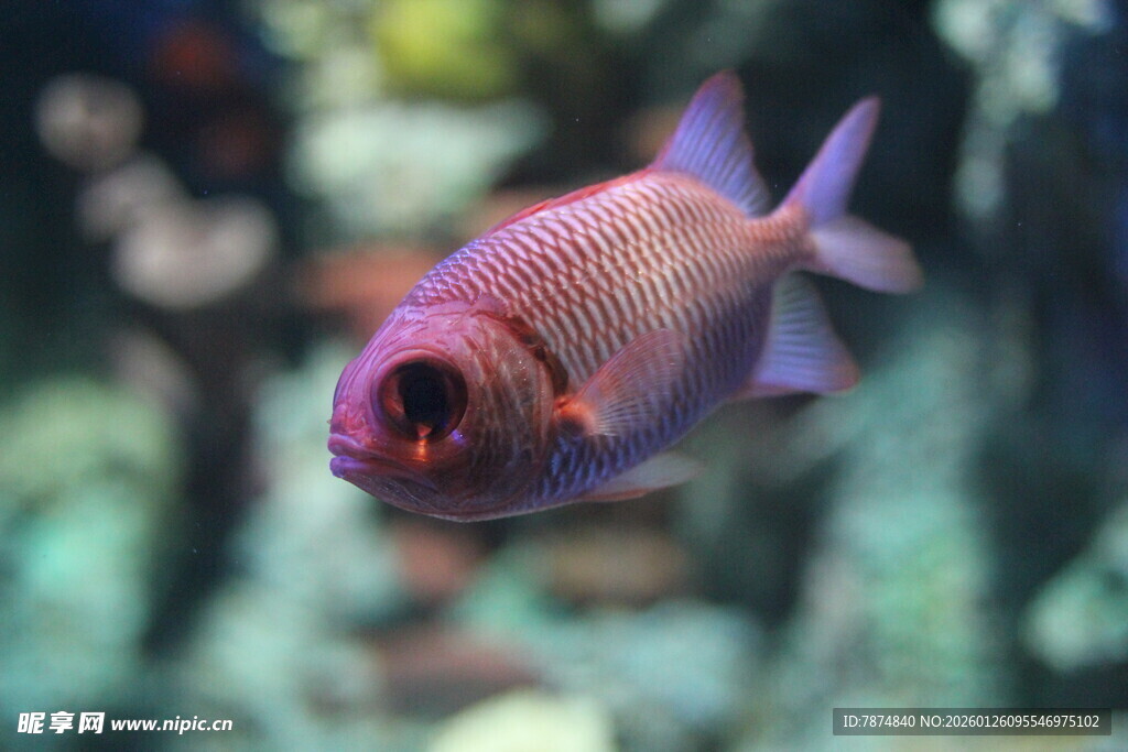 美丽紫眼观赏鱼特写