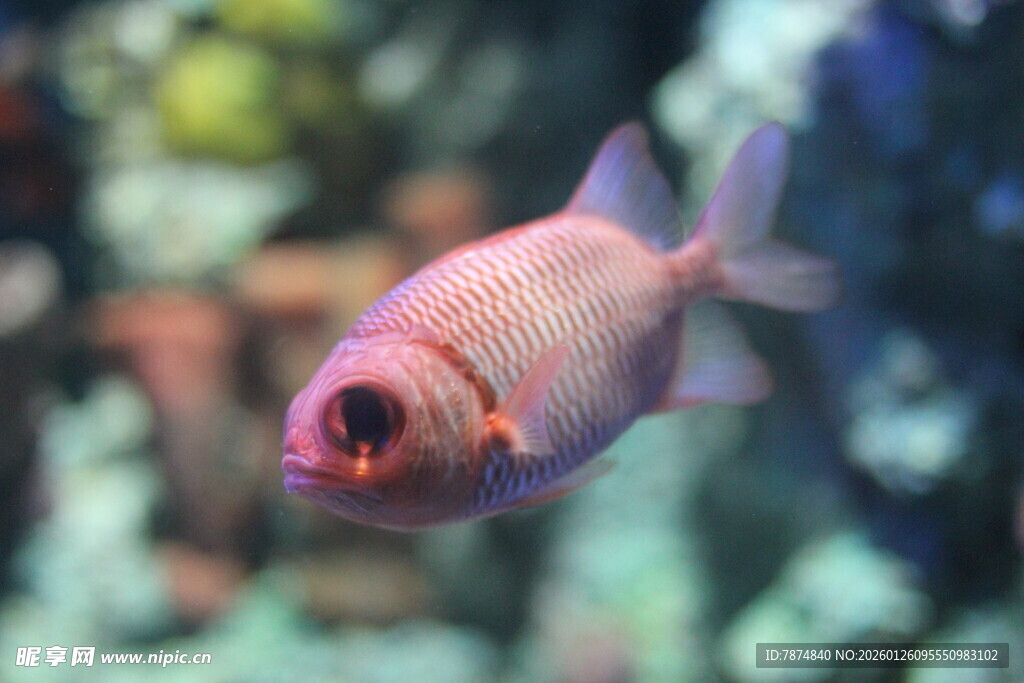 水中红鱼特写