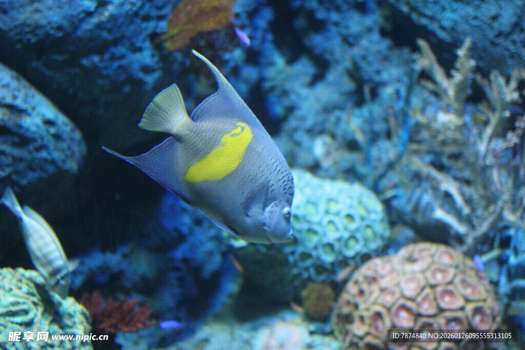 热带鱼在珊瑚礁间游动