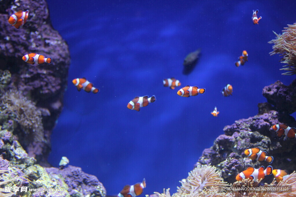海底珊瑚丛中的小丑鱼