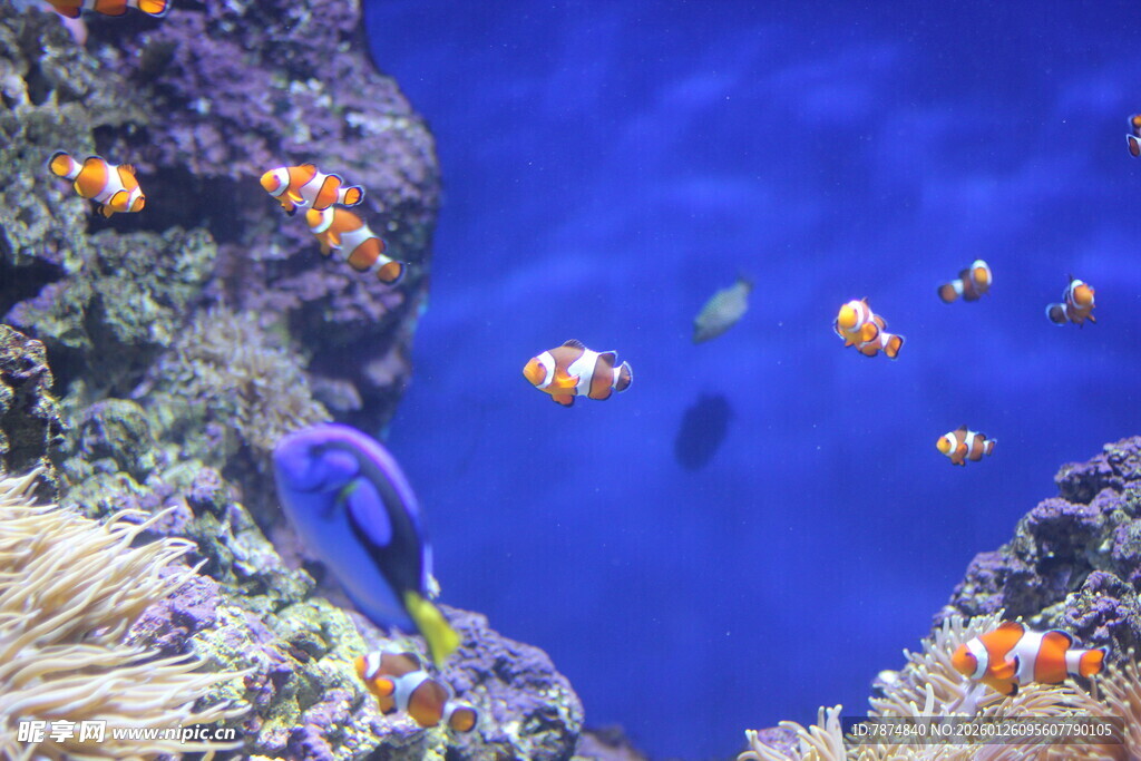 海底多彩鱼类与珊瑚景观