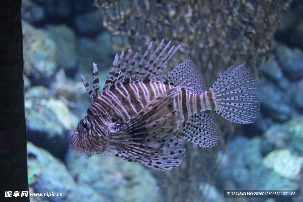 水中的条纹狮子鱼