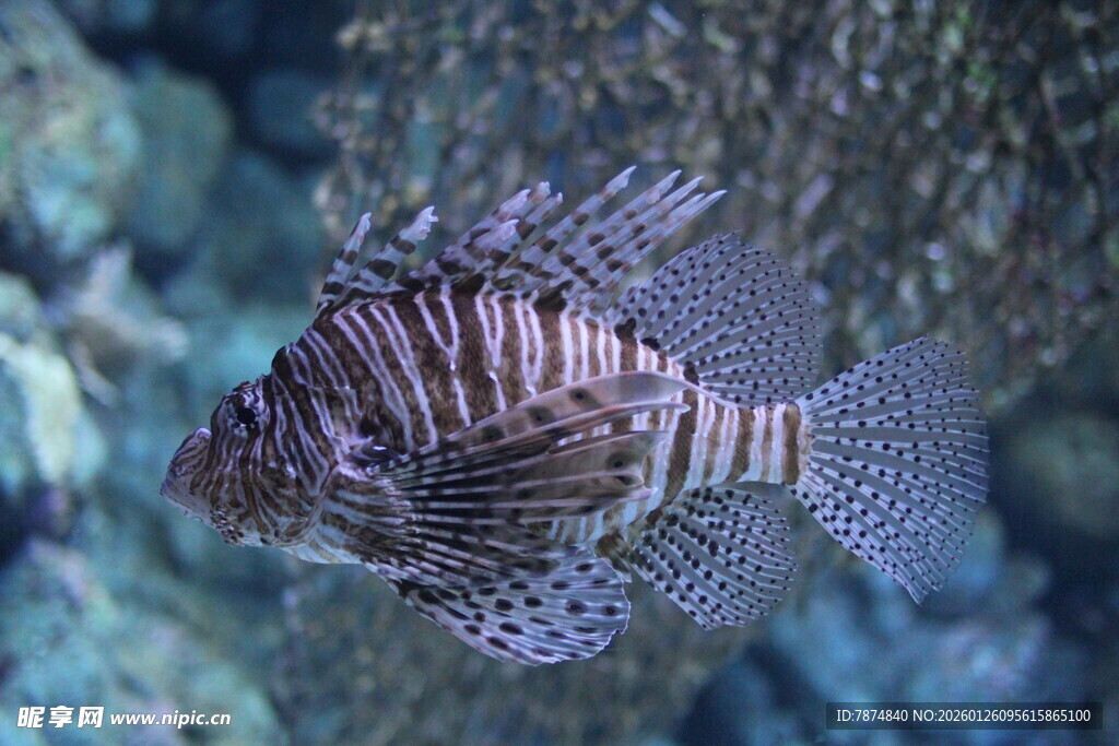 条纹斑斓的海洋狮子鱼