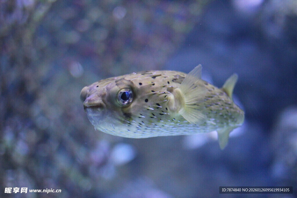 可爱河豚在水中游动