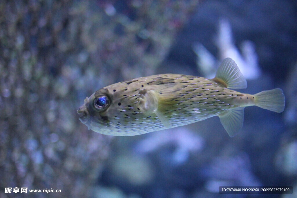 水中游动的斑点河豚