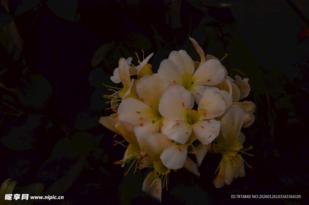 绽放的淡黄花朵