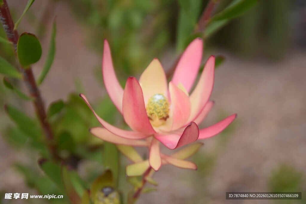娇艳粉色花朵特写