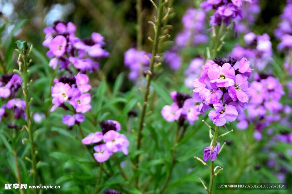 紫色小花绽放美丽瞬间