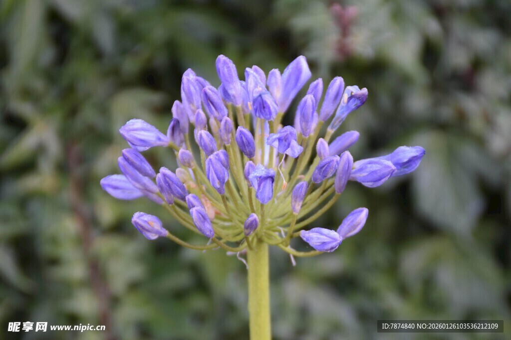紫色绽放的优雅百子莲