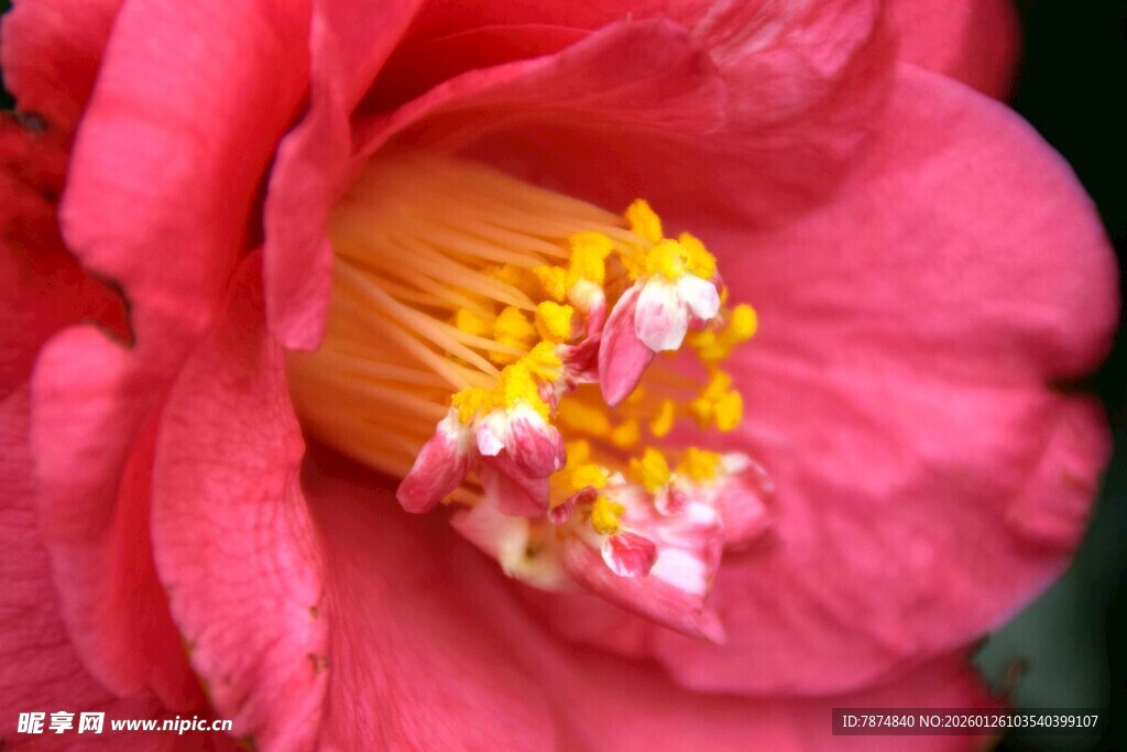 娇艳粉色山茶花特写