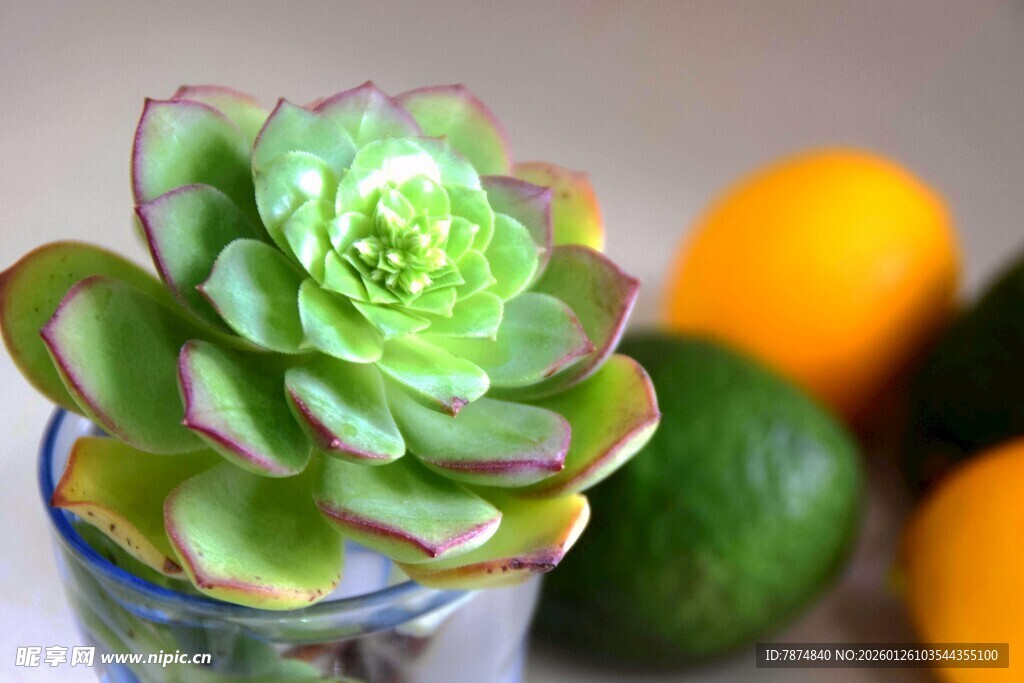 玻璃杯中绽放的多肉植物