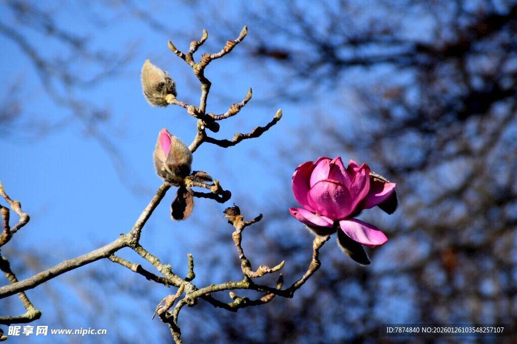 枝头绽放的娇艳紫玉兰