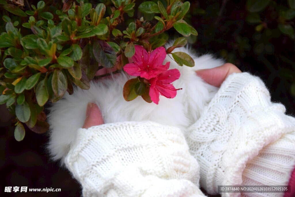 手戴白手套轻抚娇艳红花