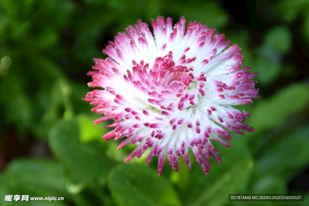 粉白相间的美丽花朵