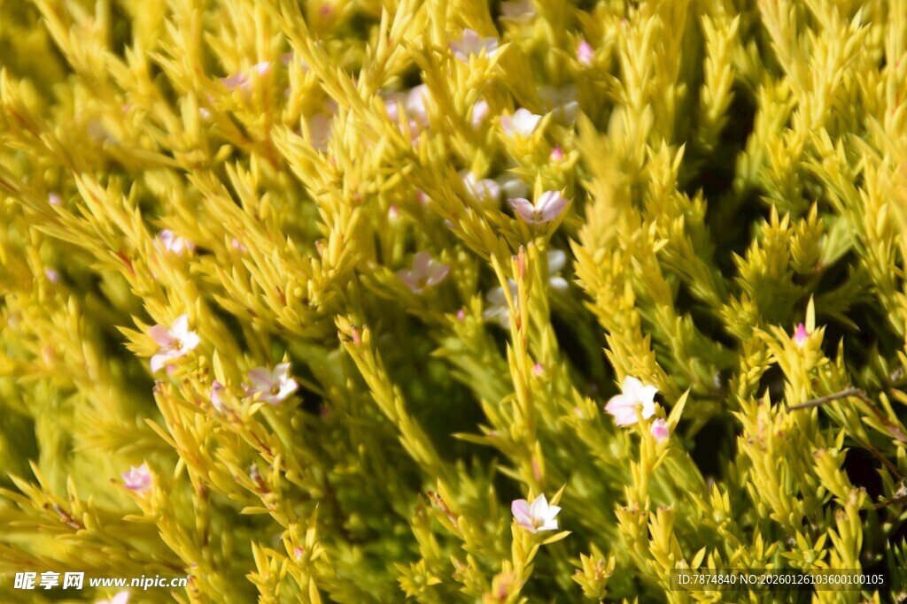 金黄花丛中的白色小花