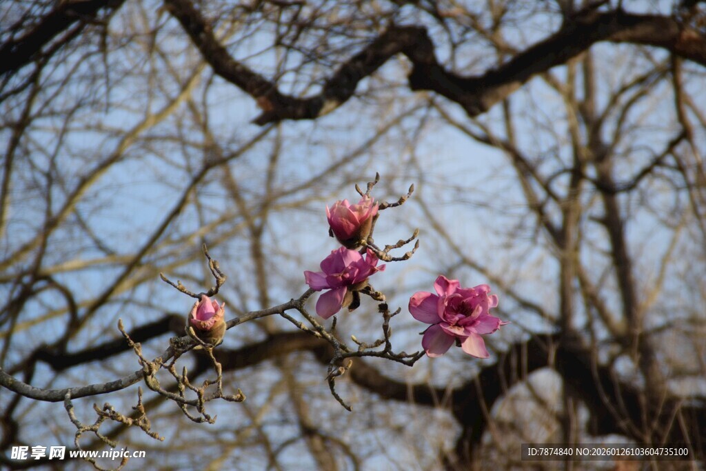 枝头绽放的娇艳粉色花朵