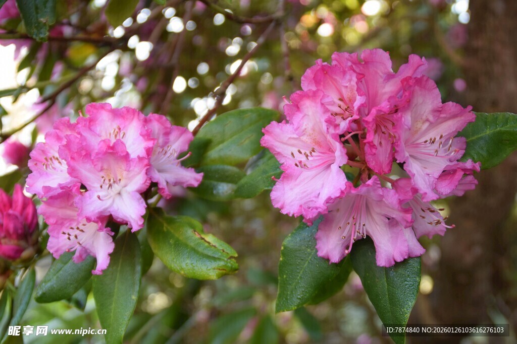 娇艳粉色杜鹃花绽放