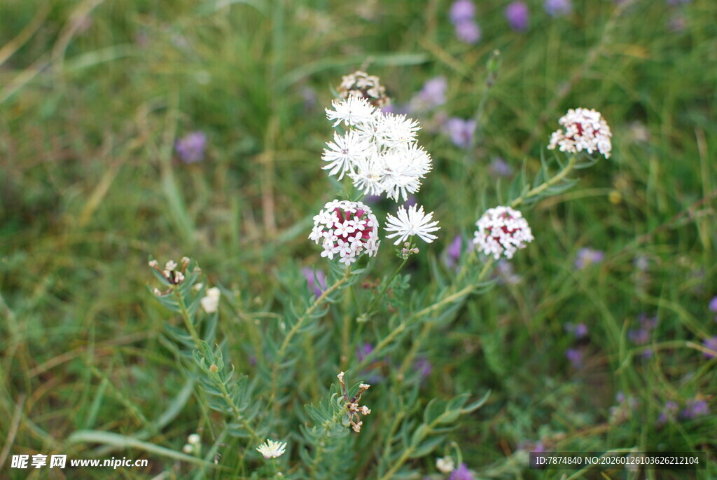 草地上的白色小花