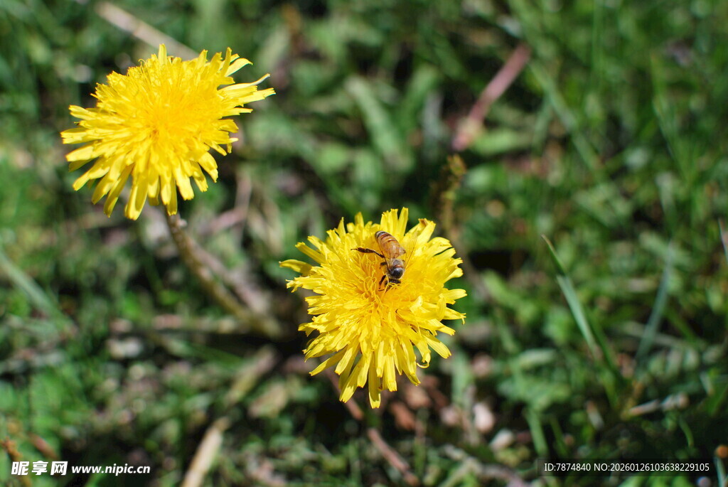 草地上的两朵黄色蒲公英