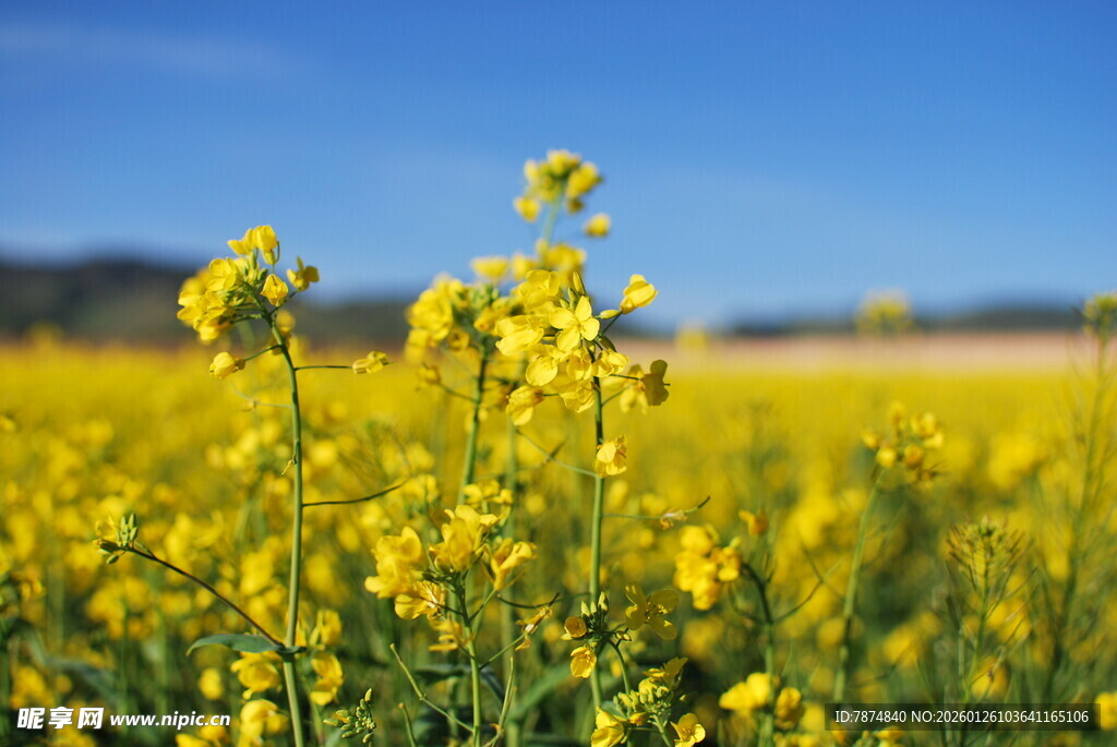 金黄油菜花田 春日美景