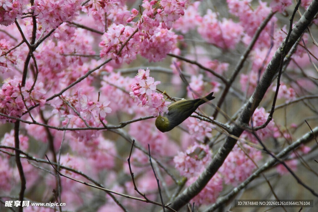 枝头繁花间的小鸟
