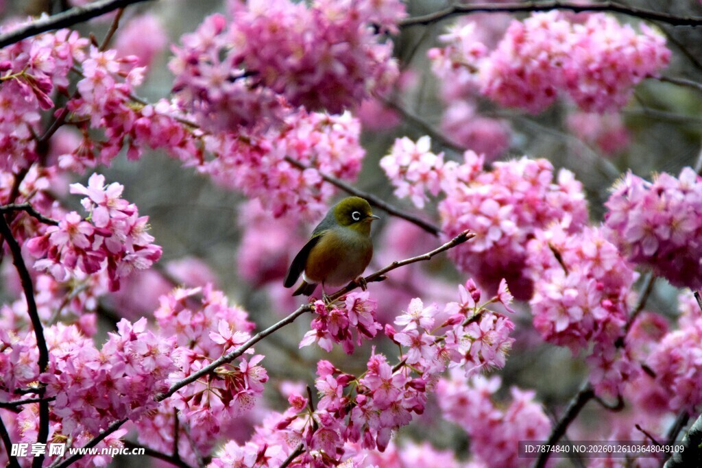粉花枝头小鸟俏立