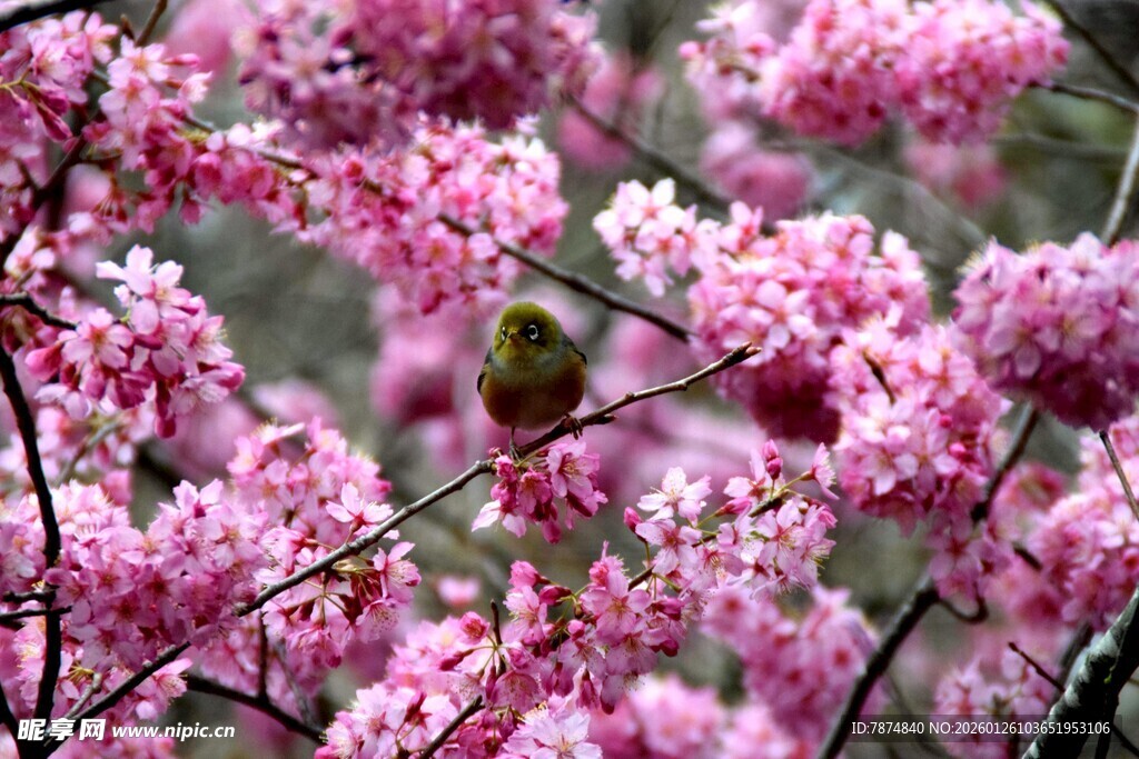 樱花枝上的小鸟