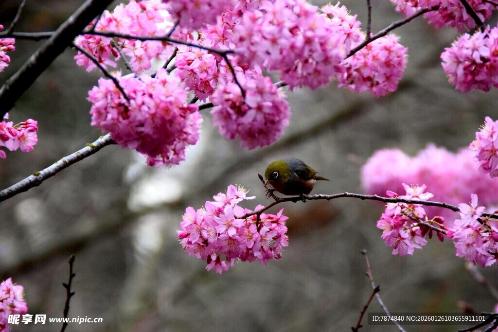 粉花枝头小鸟悠然