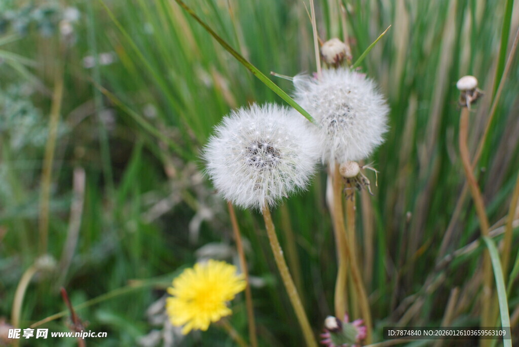 草地上的蒲公英与黄花