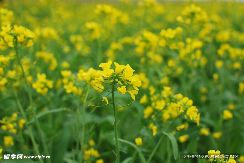金黄油菜花田绽放生机