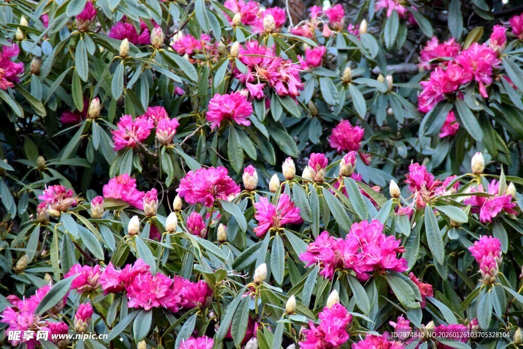 盛开的粉色杜鹃花
