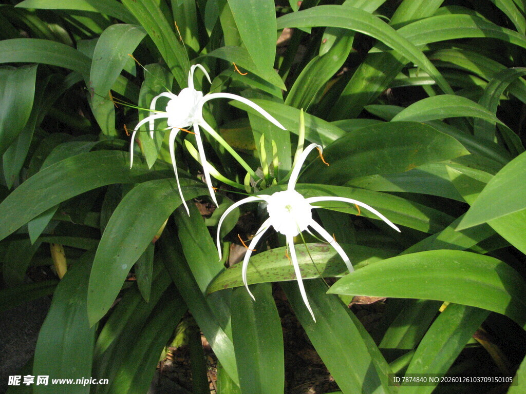 白色蜘蛛状花朵绽放绿叶间