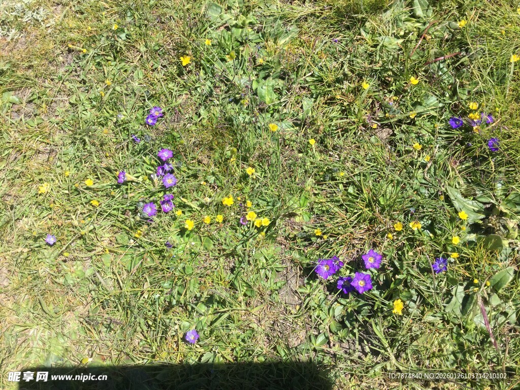 草地上的紫色与黄色小花