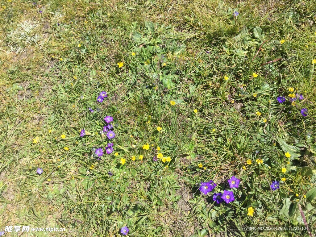 草地上的紫色与黄色小花