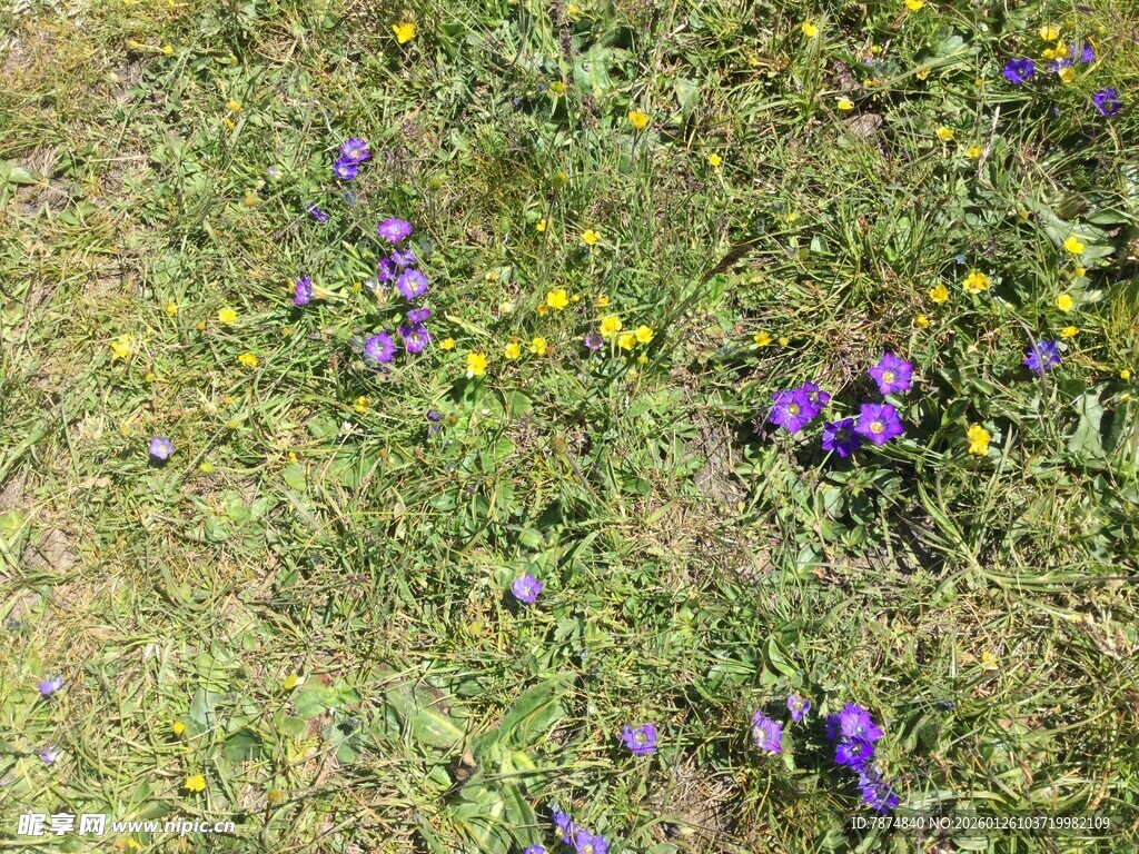 草地上的紫色与黄色小花