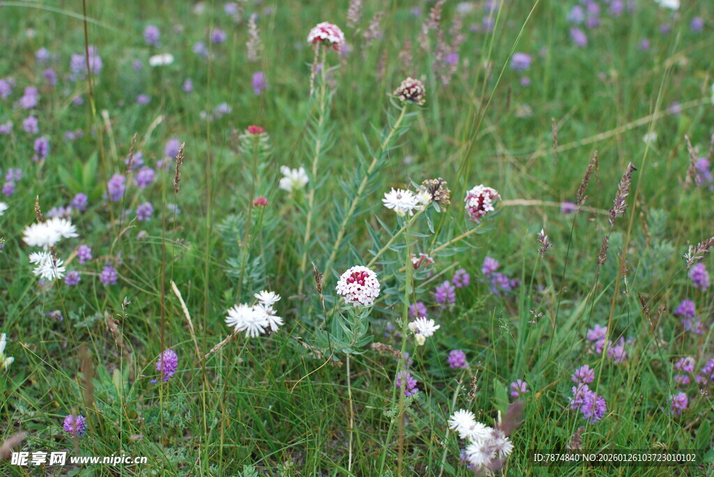 野花盛开的绿色草地