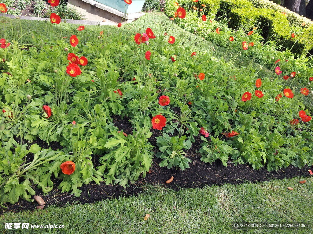 鲜艳花丛装点绿意草坪