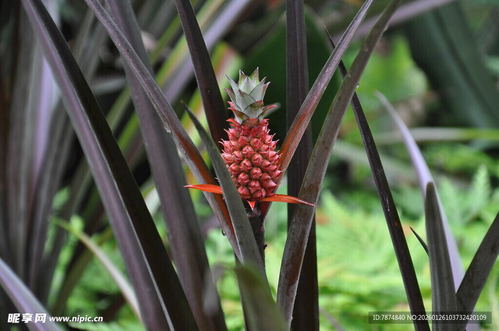 红珊瑚凤梨绽放于绿叶间