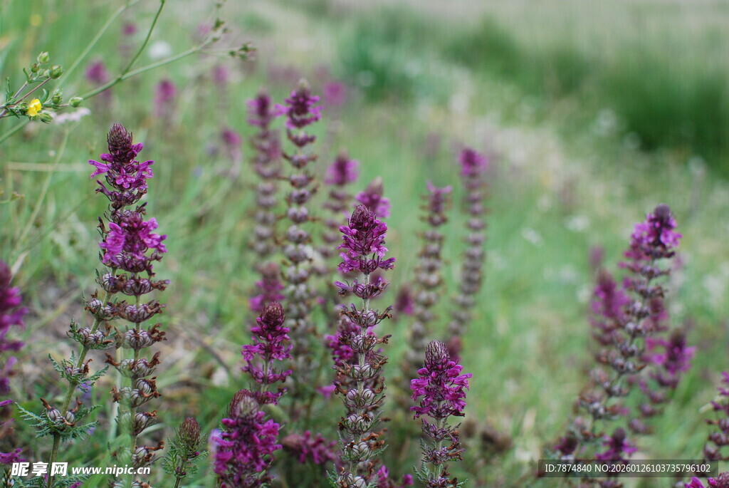 紫色花丛中的美丽植物