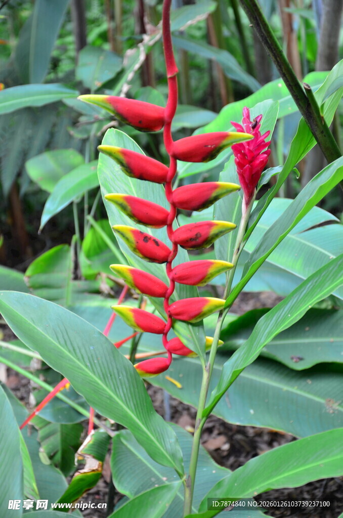 红色蝎尾蕉绽放于绿叶间