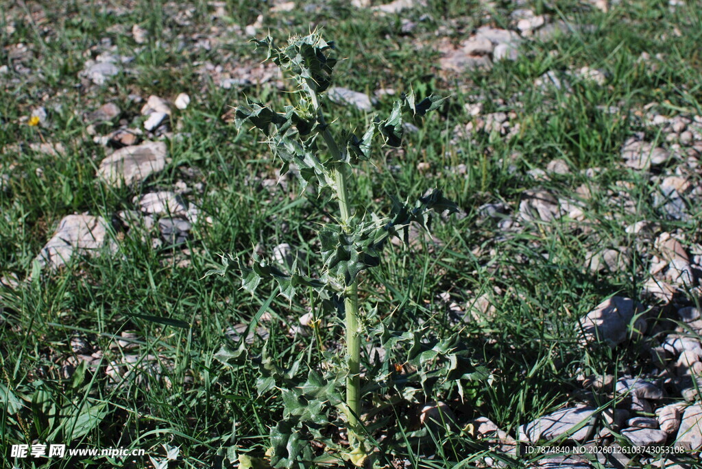 野外生长的绿色植物