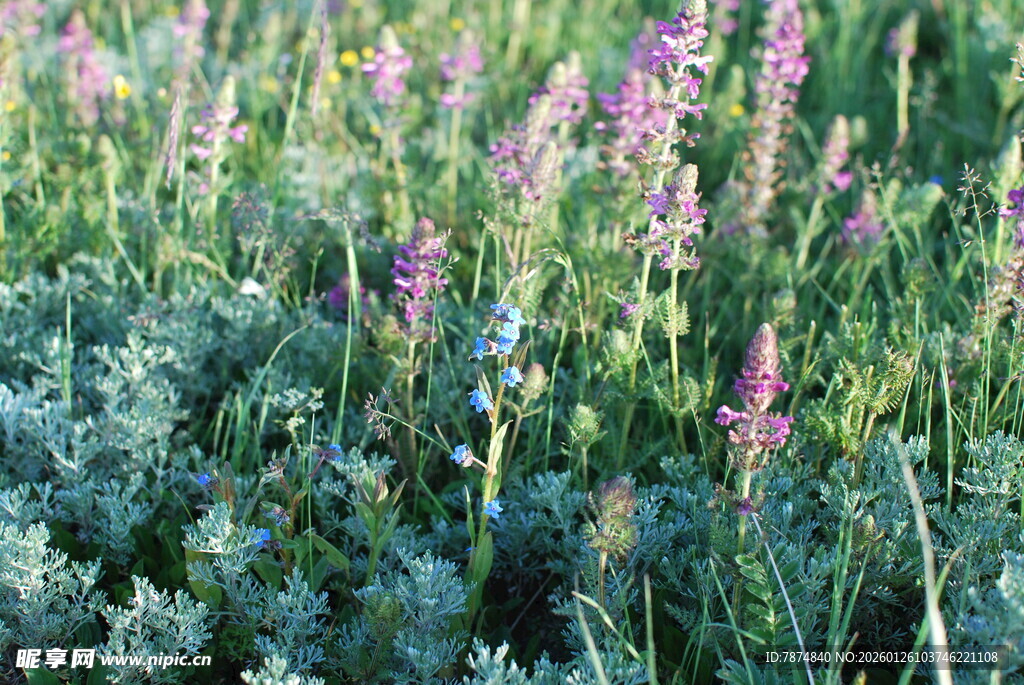 紫色野花绽放的美丽草地