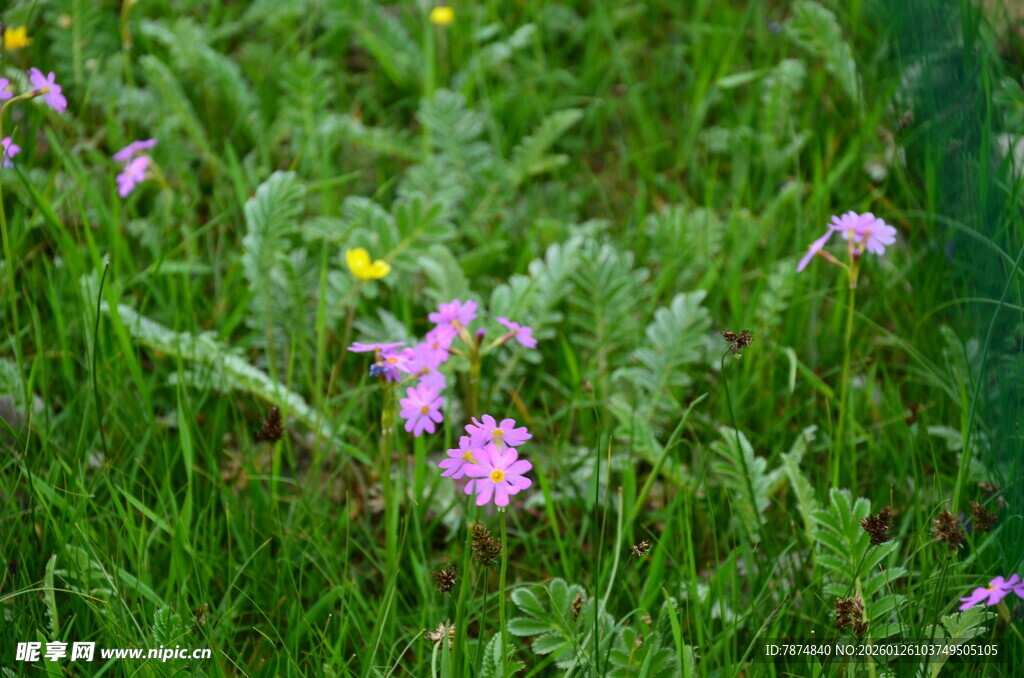 草丛中的绚烂野花