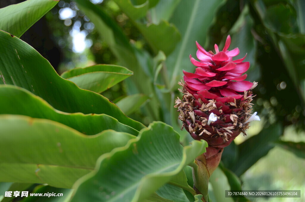 艳丽红姜花与翠绿叶片