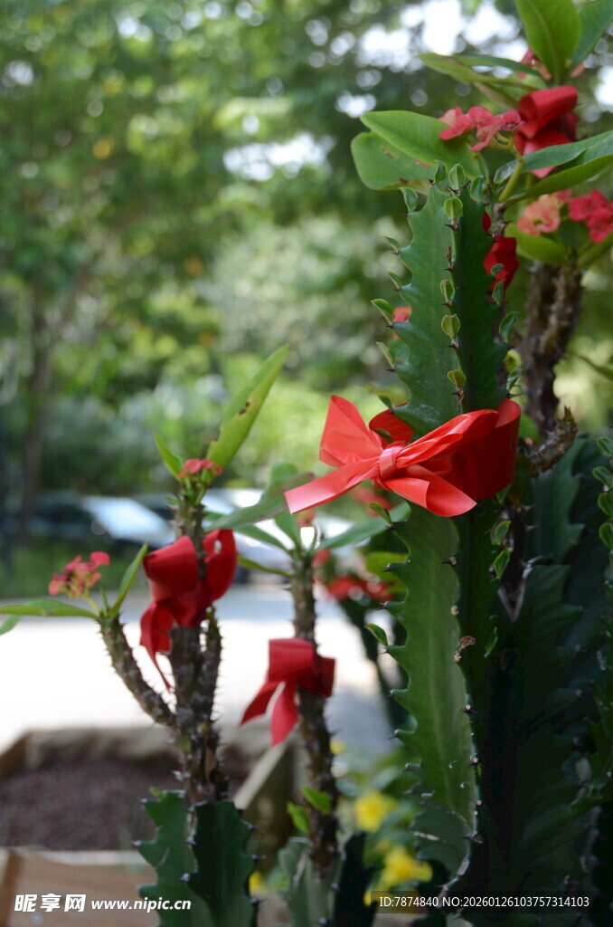 鲜艳红色花朵绽放