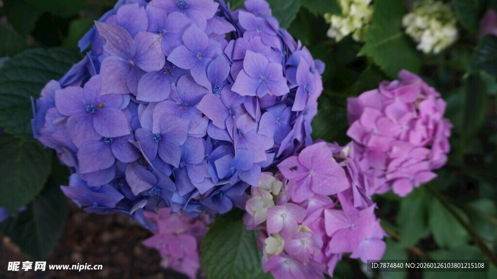 美丽绣球花绽放