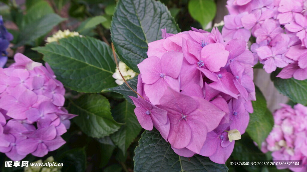 娇艳绣球花绽放