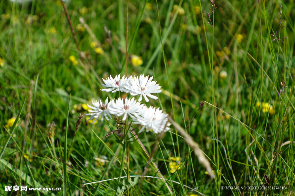 草丛中的白色小花